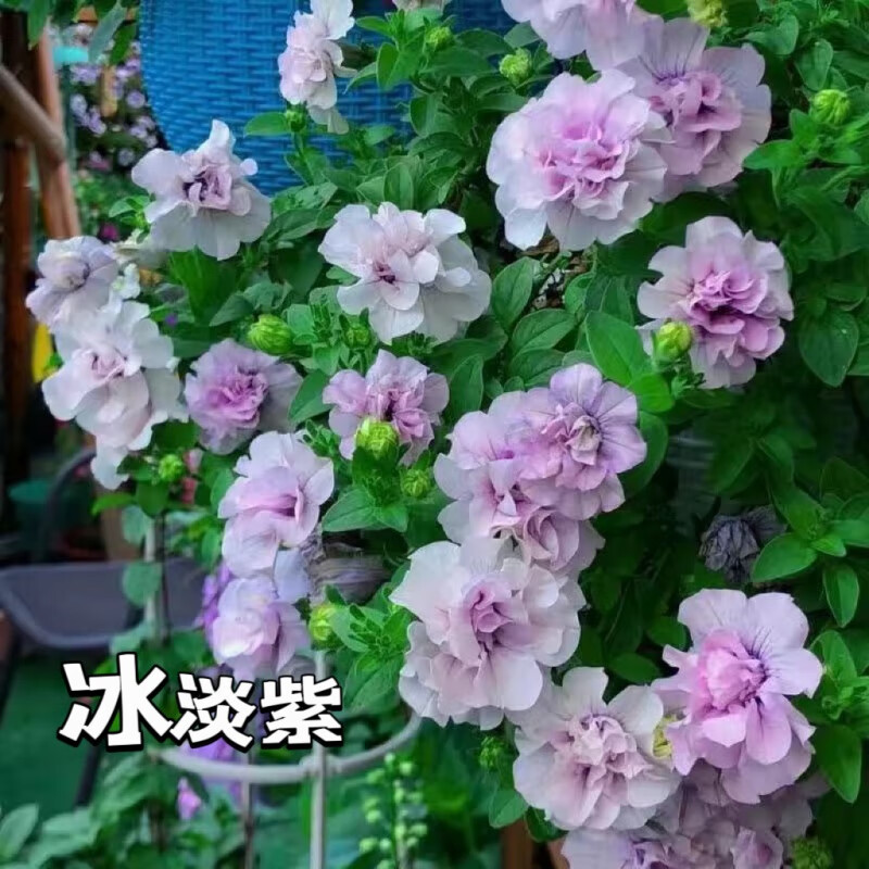 蕊鲜生重瓣垂吊矮牵牛花卉盆栽阳台庭院植物 冰淡紫 含盆