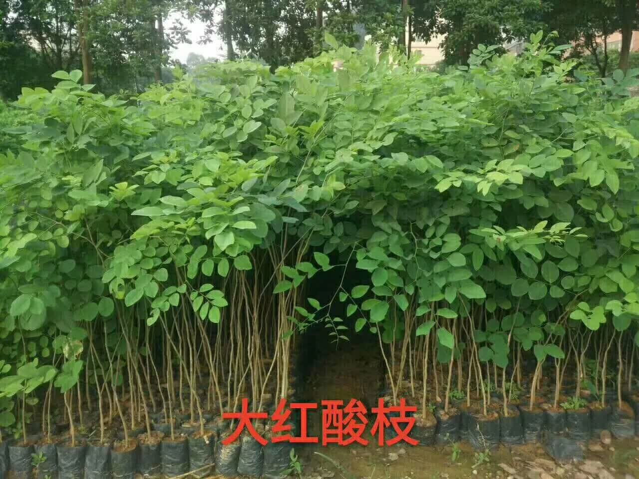 惜林园名贵珍稀树苗大红酸枝苗交趾黄檀树苗酸枝木苗苗木庭院树苗 40