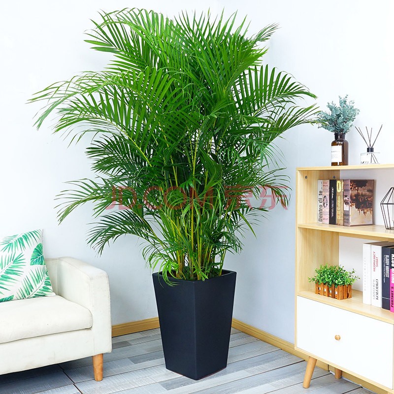 散尾葵盆栽大型绿植花卉网红 袖珍椰子夏威夷富贵盆景苗室内客厅公司走廊摆放植物四季常青好养 散尾葵15-20厘米左右高度 不含盆