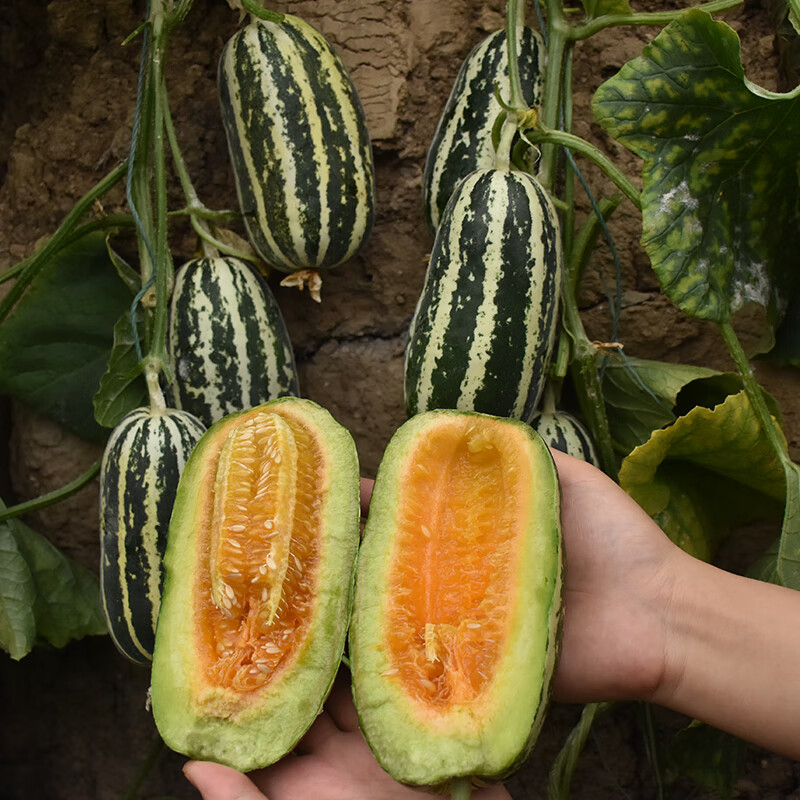 美洋甜瓜种子 博洋9号系列特大香瓜甜瓜种子春冬季早熟高糖羊角蜜 10
