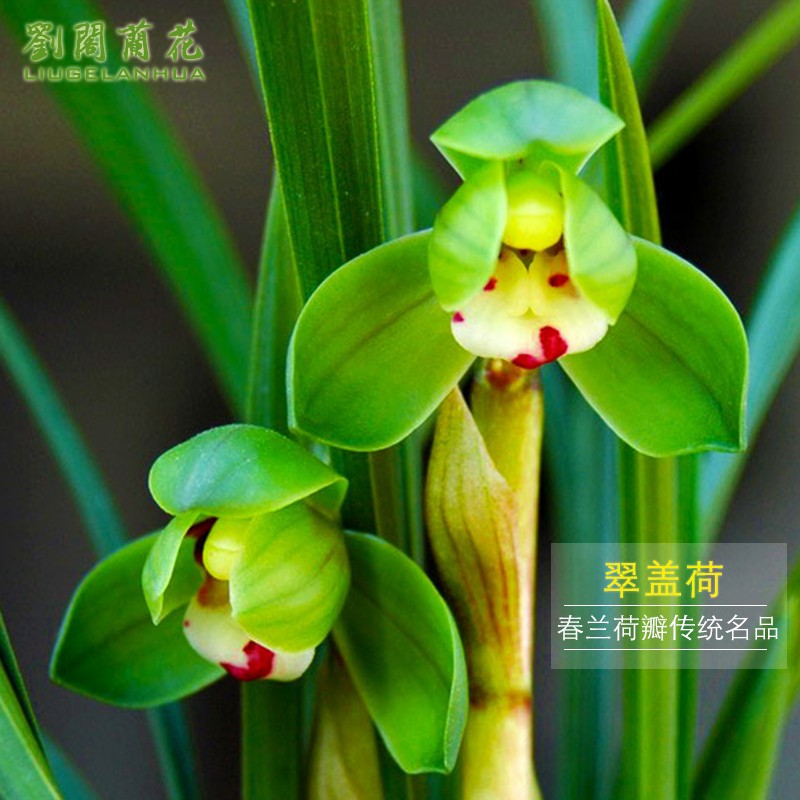 劉閣蘭花 兰花苗 老种荷瓣精品 翠盖荷 冬带花苞出售 室内花卉盆栽