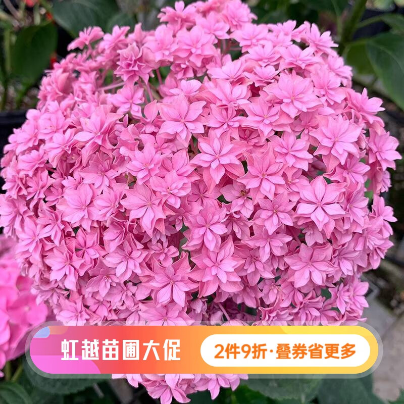 重瓣大花系列花色丰富阳台庭院绣球花卉 牵牛星 1加仑