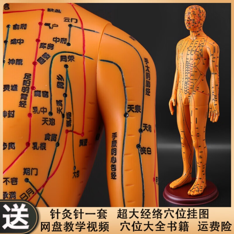 经脉教学仿真男模精准模型身体手臂铜色模特图解经络人体穴位彩色 铜
