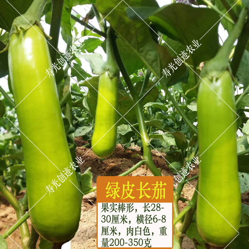 特色圆茄种子白圆茄白皮绿皮长茄子种籽肉质白嫩农家菜园四季种植