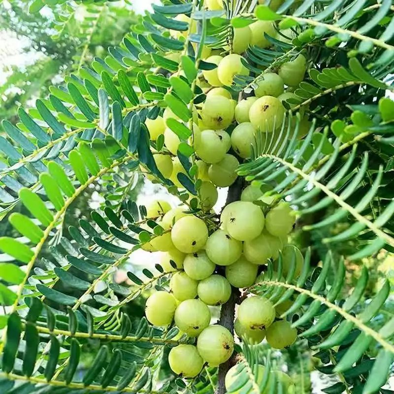 【精选s级】《潮汕油甘》新鲜现摘牛甘果甜油甘余甘子