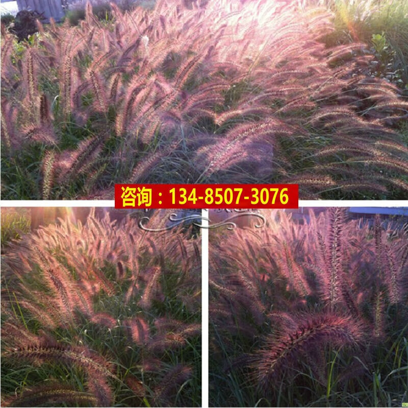 阳澄约定观赏紫穗狼尾草种子狗尾草籽提木西草籽猫尾草提摩西草牧草