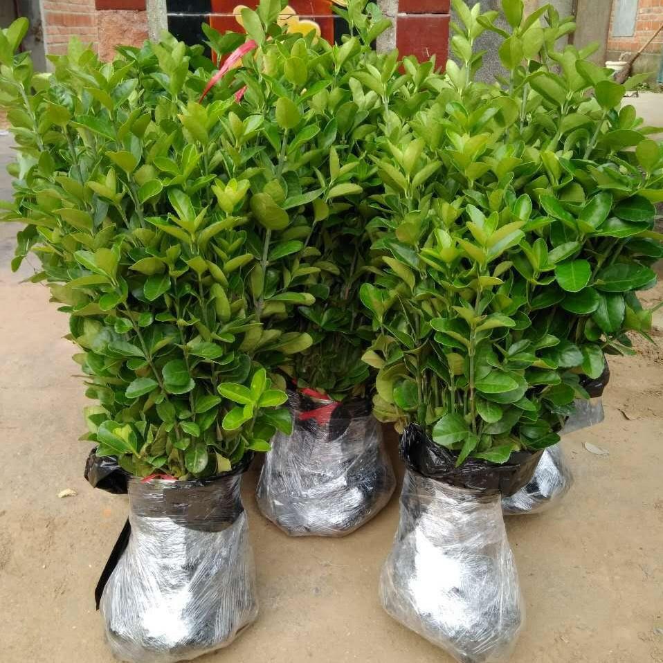 四季常青冬青苗庭院室外树木万年青小叶黄杨绿化苗红叶石楠苗 冬青10