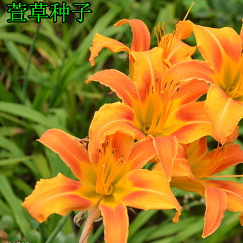 萱草种子大花萱草种子黄花菜蔬菜种子易种盆栽金针菜园林绿化种子鑫意