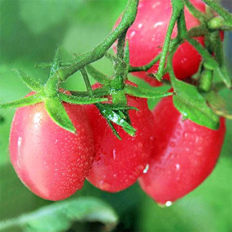 西芝圣女果苗番茄西红柿蔬菜苗幼苗盆栽南方辣椒黄瓜苗西瓜茄子秧苗