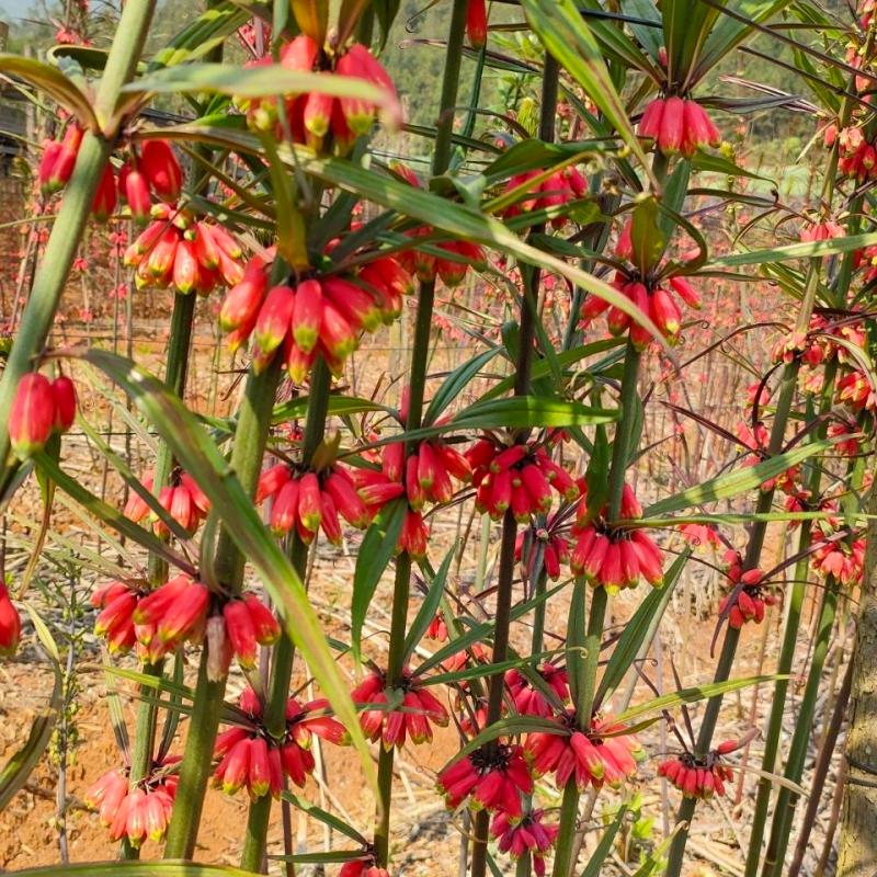 花中酷 滇黄精 黄精苗 红花滇黄精种苗籽育苗发货送种植资料 100颗