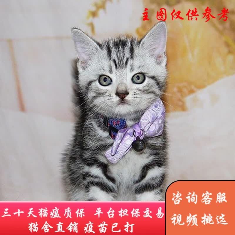 福贝纯享美短加白起司猫咪活体美国短毛猫曼基康矮脚小短腿纯种折耳宠物猫 宠物级 宠物级标斑A款 公高性价比高么？