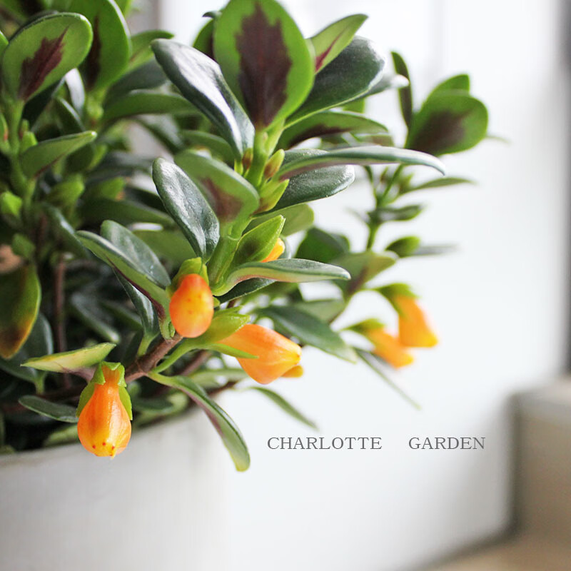 金鱼草 吊兰盆栽 喜阳开花 垂吊植物 趣味好养绿植 金鱼花(单植物不含