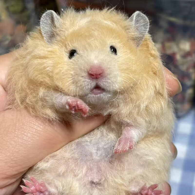 【家庭富养】卷毛金丝熊家养仓鼠活体卷毛白熊纯银蜜色波利金丝熊