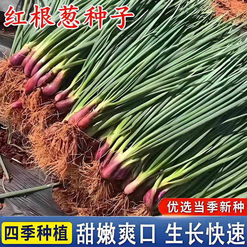 红根小香葱种子四季易种小葱种籽阳台室内盆栽葱种子家庭蔬菜种子 红根小葱种子【2袋】约1000粒