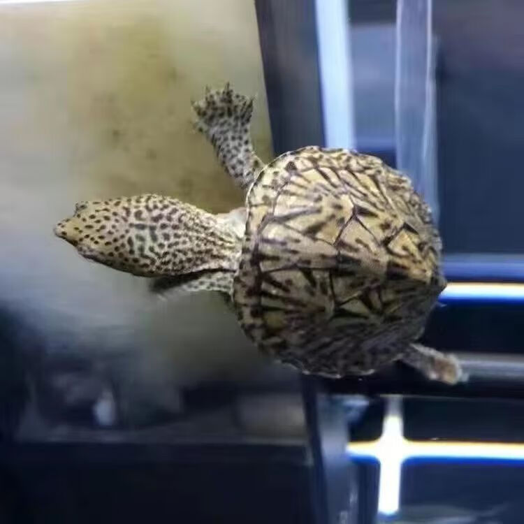 剃刀龟巨头蛋龟虎纹蛋龟红面蛋龟果核龟圆澳龟蛇颈龟玛塔龟木纹龟