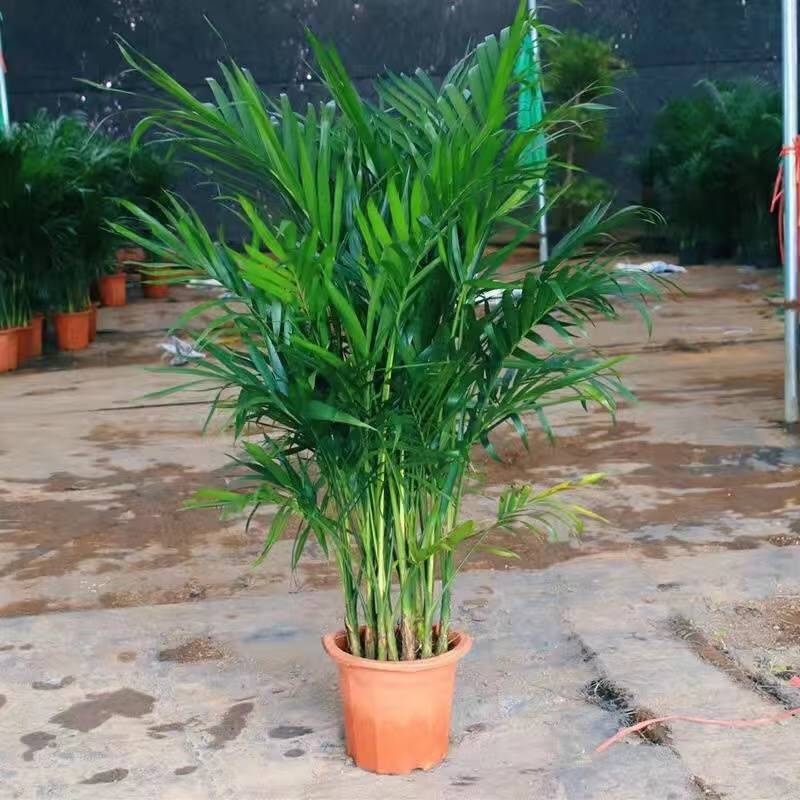 大型散尾葵植物盆栽客厅凤尾竹网红绿植室内办公室好养阳台花卉苗