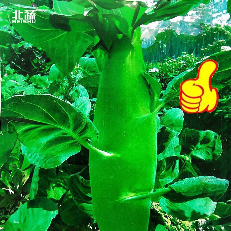 北蔬 鸡腿芥兰种子甜脆芥介兰菜种秋季蔬菜 【口感好】甜脆鸡腿芥蓝