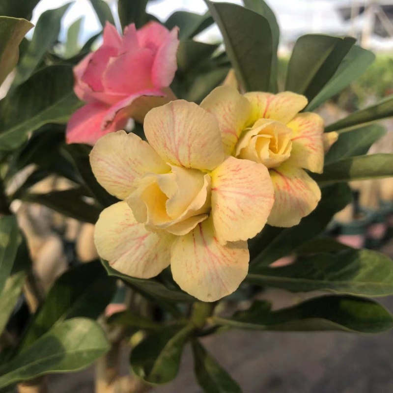 沙漠玫瑰花苗盆栽花卉老桩室内植物四季好养的花阳台庭院植物 1芙蓉醉
