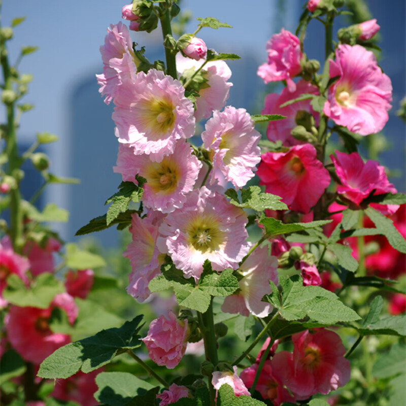 庭院蜀葵四季易种易活开花秋季花种子一丈红花卉室内盆栽秋播种 蜀葵