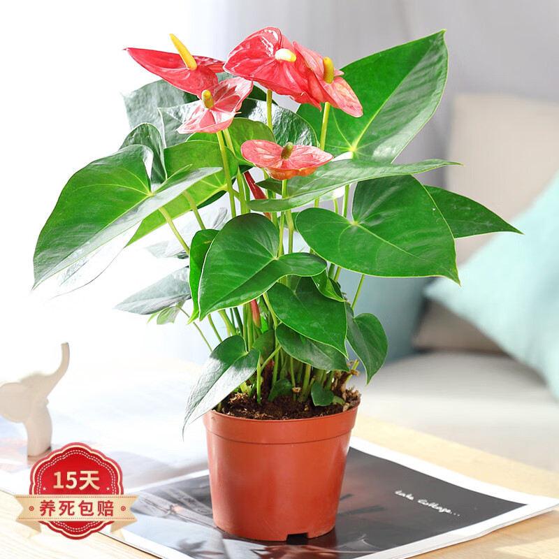 怎样查花卉历史价|花卉价格走势