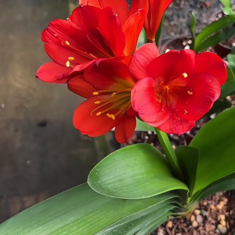 君子兰苗红衣黑金刚异色花卉兰花苗客厅办公室君子兰高端绿植花卉