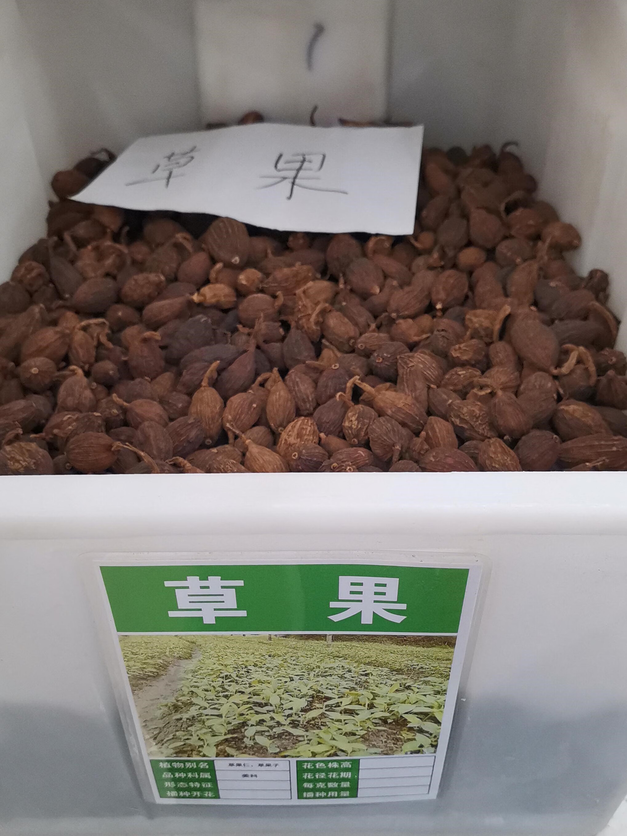 芗苒草果种子四季香料种籽 草果种子一斤