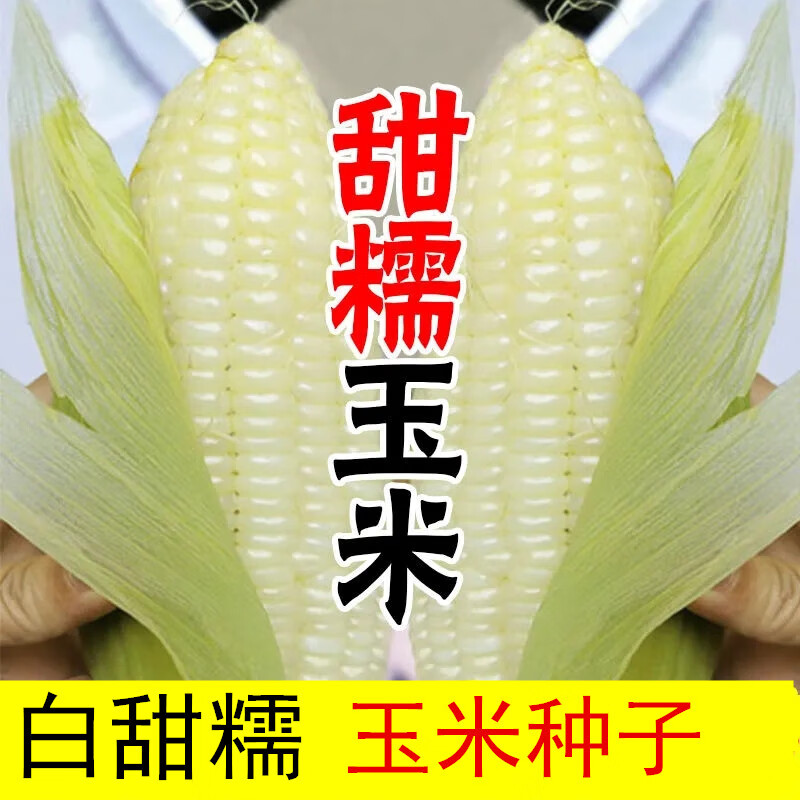 细辛白甜糯玉米种子丰产四季播白糯玉米农家超甜加糯玉米种籽 D24-白甜糯玉米500克约1500粒-E怎么样,好用不?