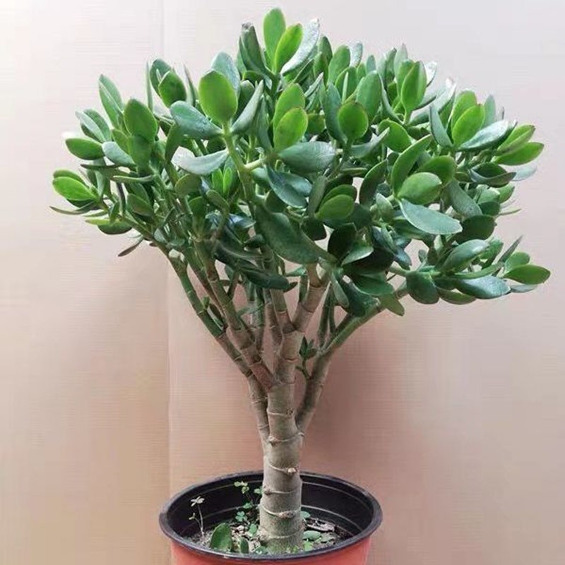 大叶玉树盆栽苗 多肉植物燕子掌 客厅阳台观叶绿植花卉厚脸皮树 8年苗