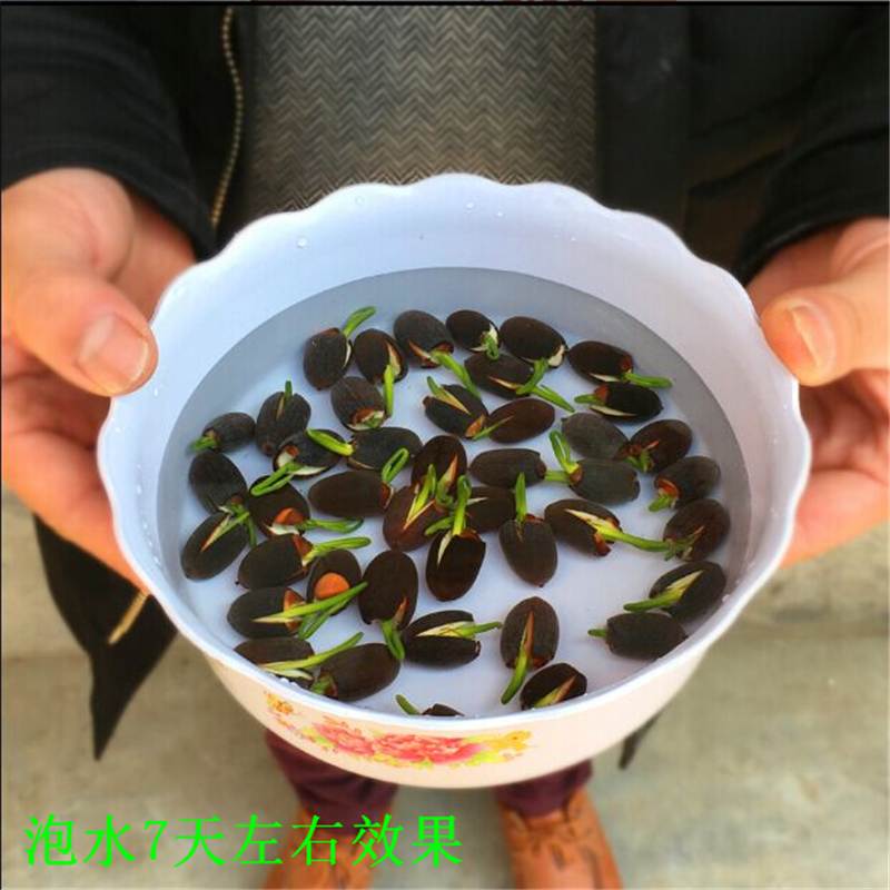 碗莲种子太空莲36号种子种苗 白莲湘莲莲子种子产莲子藕苗 湖南湘莲半斤已开口