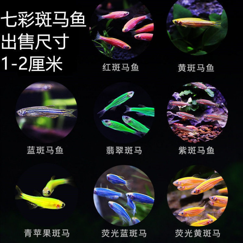 天弗小型淡水热带鱼观赏鱼灯科红蓝荧光七彩斑马鱼冷水活鱼养不死小鱼 七彩斑马() 7+3备损(共10条)