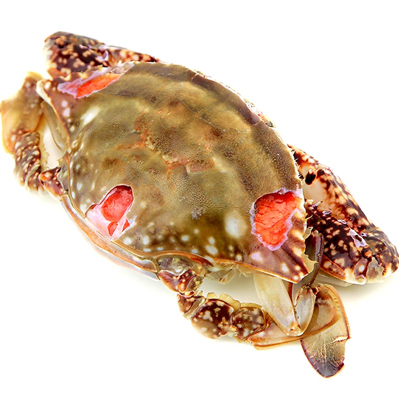 醉蟹梭子蟹 莱州红膏炝蟹呛蟹 整只即食 山东潍坊腌咸蟹子腌螃蟹 6只 300g/只 礼盒装