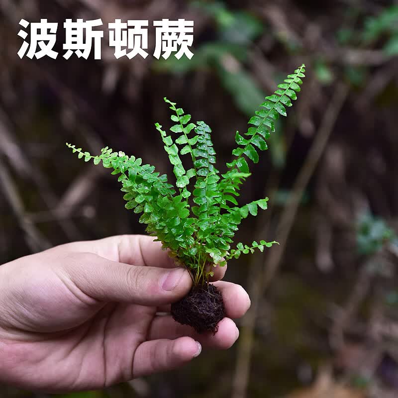 懿儱佩蕨类微景观水陆雨林缸假山造景绿植生态瓶DIY材料耐阴湿观叶植物 波斯顿蕨 裸根不带土怎么看?