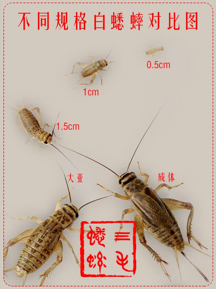 蟋蟀活物 蛐蛐蟋蟀白蛐蛐活体饲料活物鱼鸟爬虫活食各种规格包活 大号