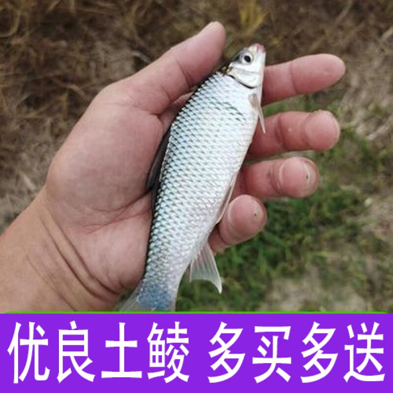 鲮鱼苗土鲮鱼苗鲮鱼淡水活体养殖鲮鱼苗包活鱼苗活体淡水养殖批发 5