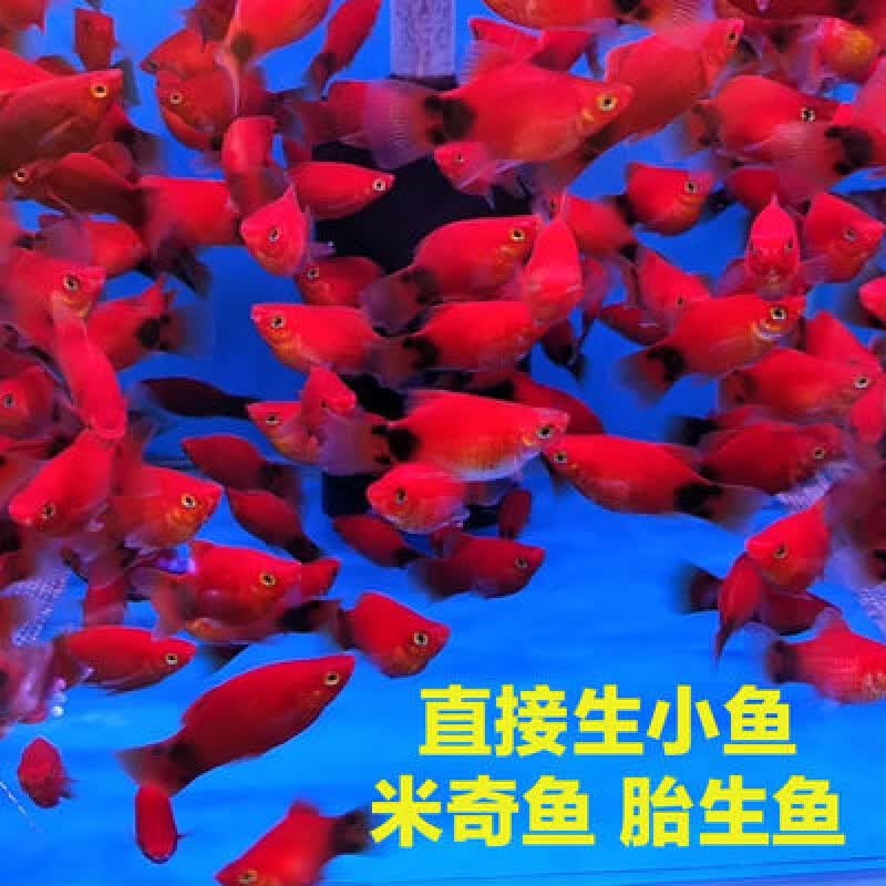 杂袍孔雀鱼热带观赏鱼活体小型淡水鱼斑马鱼米奇鱼公母繁殖胎生鱼