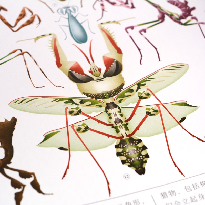 虫儿飞指尖上的昆虫博物馆（奇想国童书）亲密接触11大目、200余种稀奇古怪的虫虫，告别昆虫恐惧。暑假阅读暑假课外书课外暑假自主阅读暑期假期读物