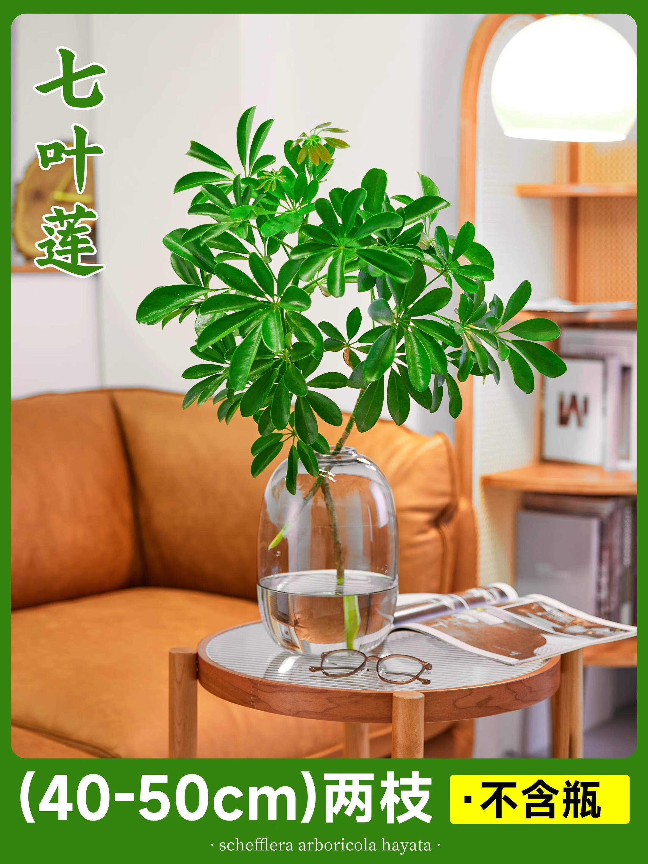 中梦水培七叶莲盆栽鸭脚木树苗水养真绿植八方来财鸭掌木室内好养植物