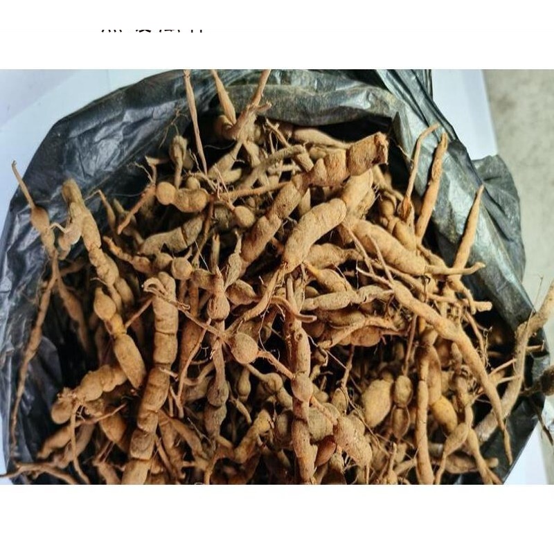 贵州中草药材鸡筋参 鲜货黄脚鸡黄鸡胖长叶数珠根黄鸡郞