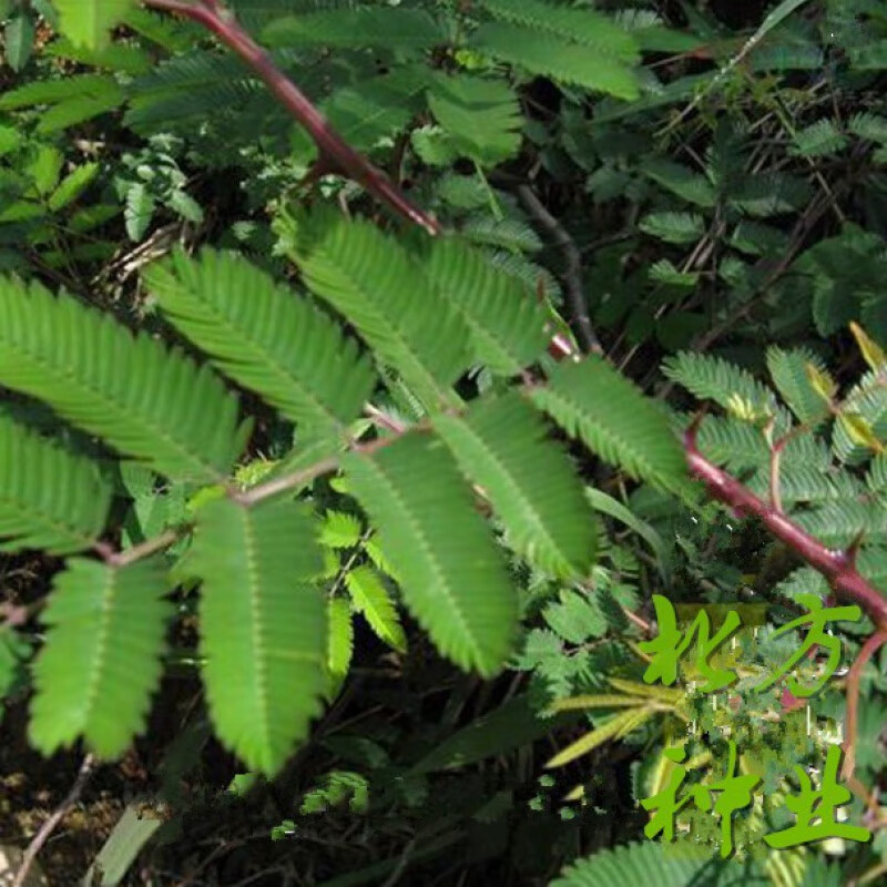 独步寻花刺树种子 围园簕簕籽树勒子树种子围园刺篱笆 荆棘种子有刺银