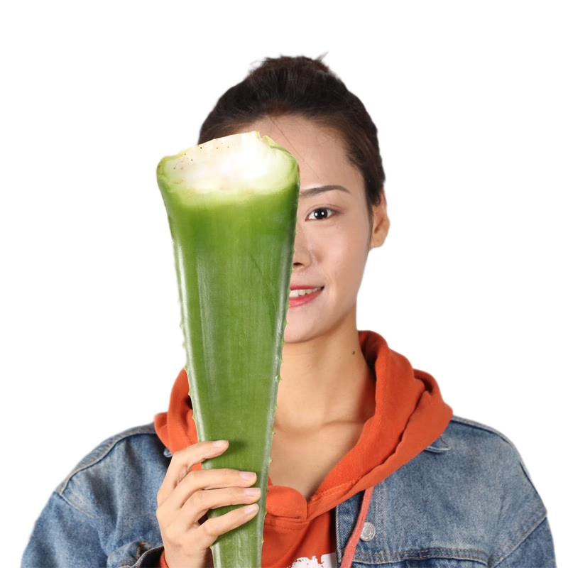 御薈坊 庫拉索蘆薈葉片食用灌膚新鮮蘆薈盆栽蘆薈鮮葉片 14年600g葉片4片送分解液刮汁梳