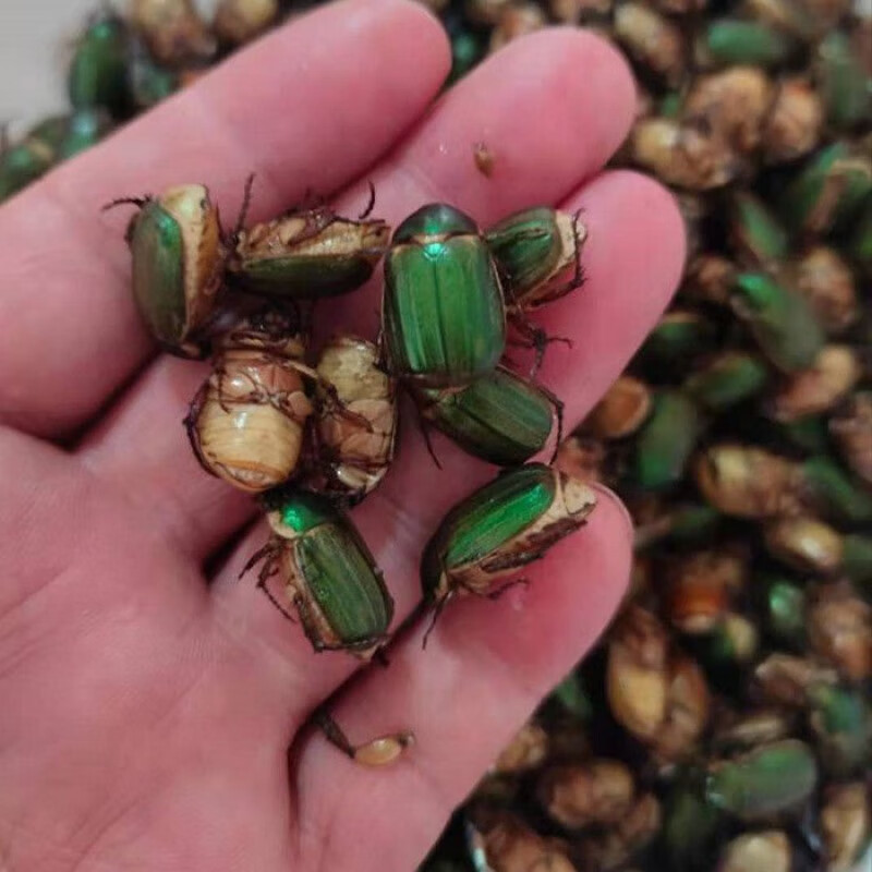 食芳溢金龟子瞎眼创子瞎撞子闯子红孩儿瞎胖子宠物昆虫 冷鲜一斤