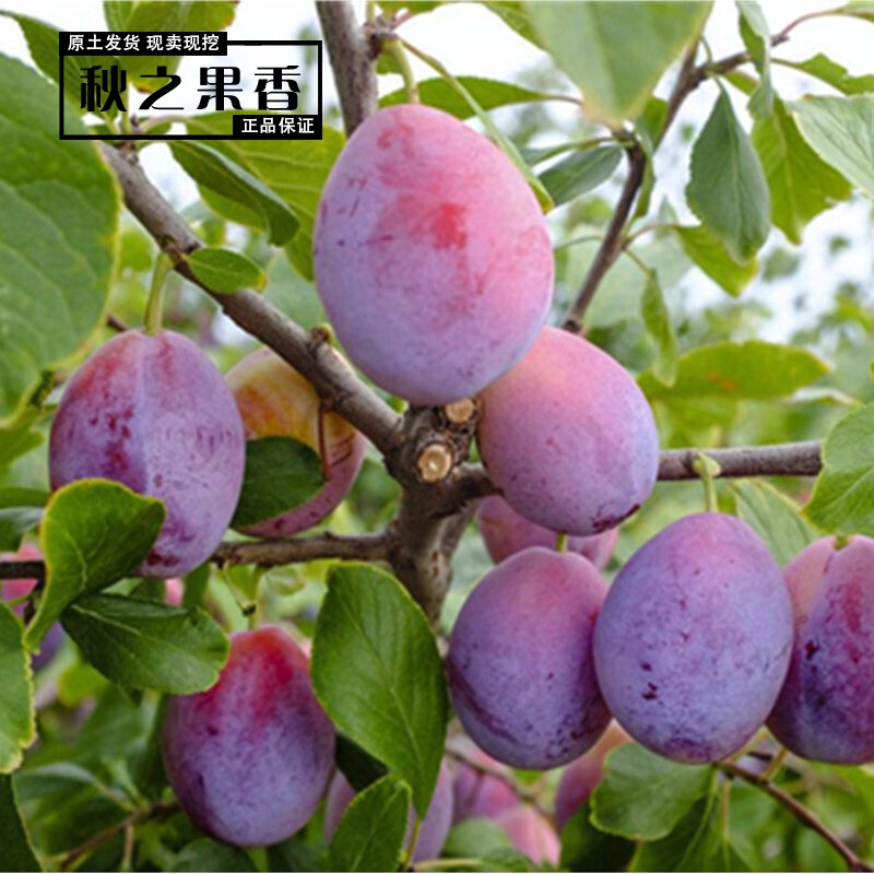 水果树苗西梅女神李子树苗 西梅皇后李子苗 南方种植地栽 嫁接苗当年