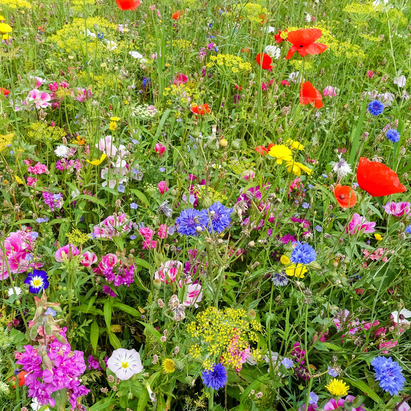 百萌格桑花种籽野花组合菊花种子百日草花种子花卉花海种植工程花籽