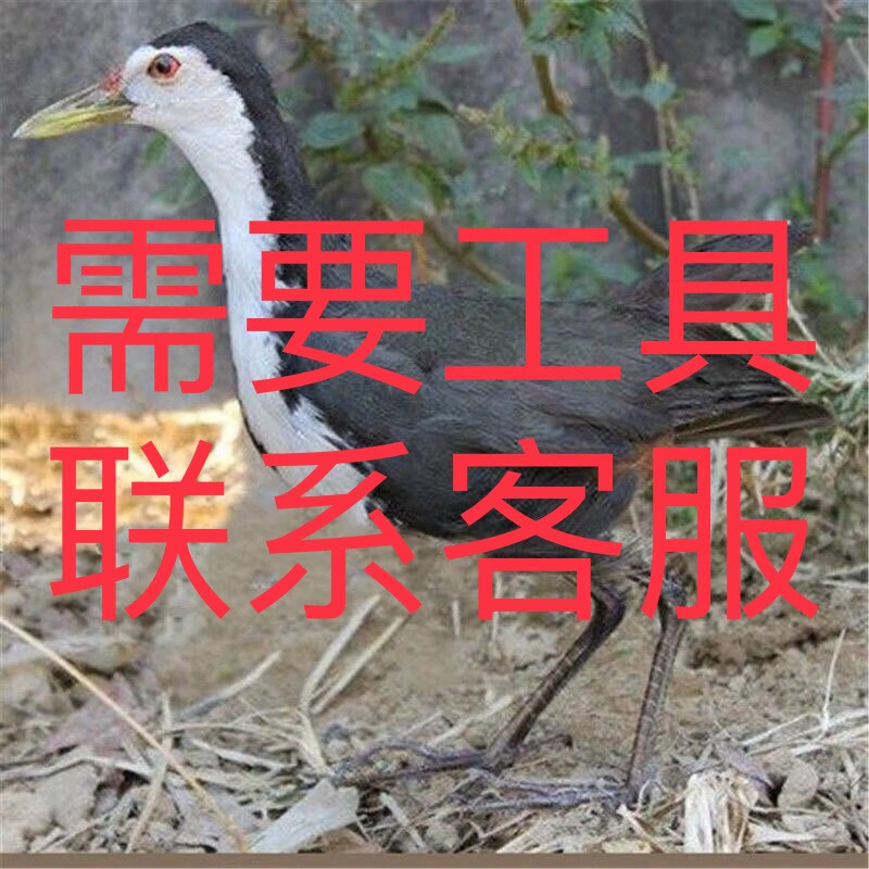 精品白面水鸡摆件模型新款户外白面水鸡模型摆件假媒仿真水鸡 白模型