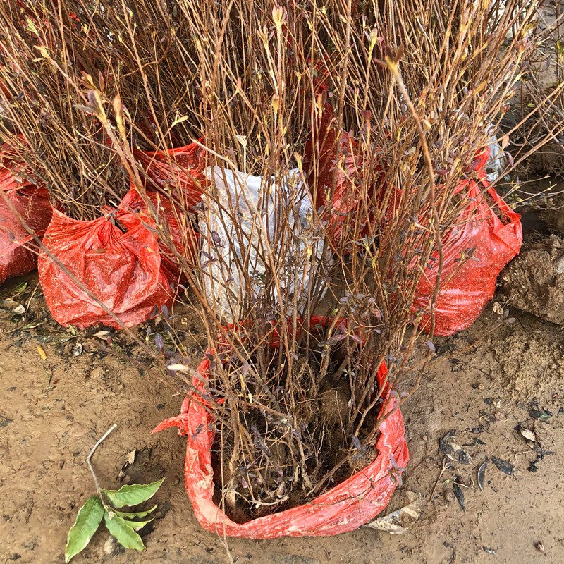 曼杉园(manshanyuan)映山红树苗杜鹃花室内阳台庭院花园植物盆栽春季