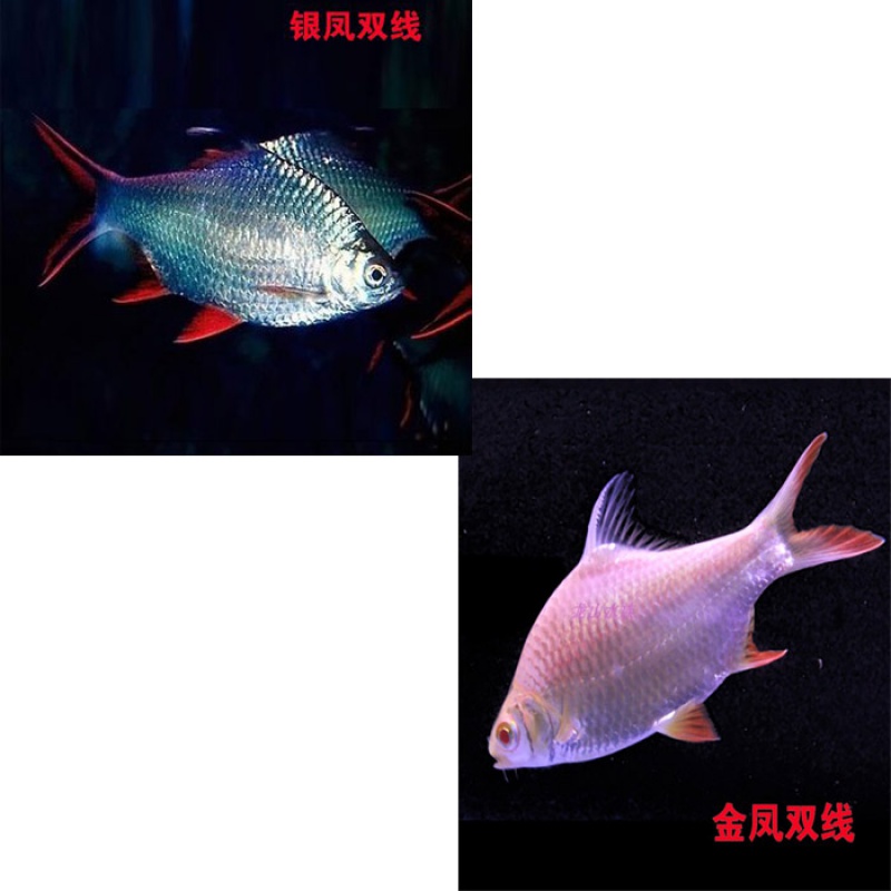 梦茜儿飞凤鱼观赏鱼泰国鲫短身金凤银凤柠檬鲫直纹龙鱼配鱼鱼苗黄化