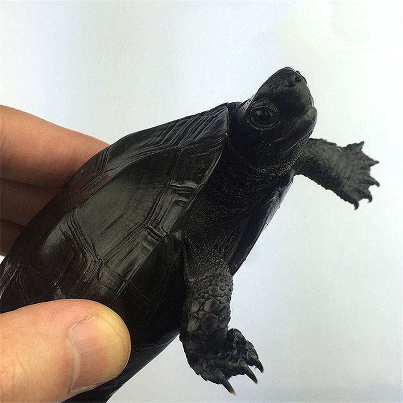 诗轩  墨龟活体 宠物乌龟 全墨墨龟观赏龟 浅水龟 中华草龟 乌龟 宠物