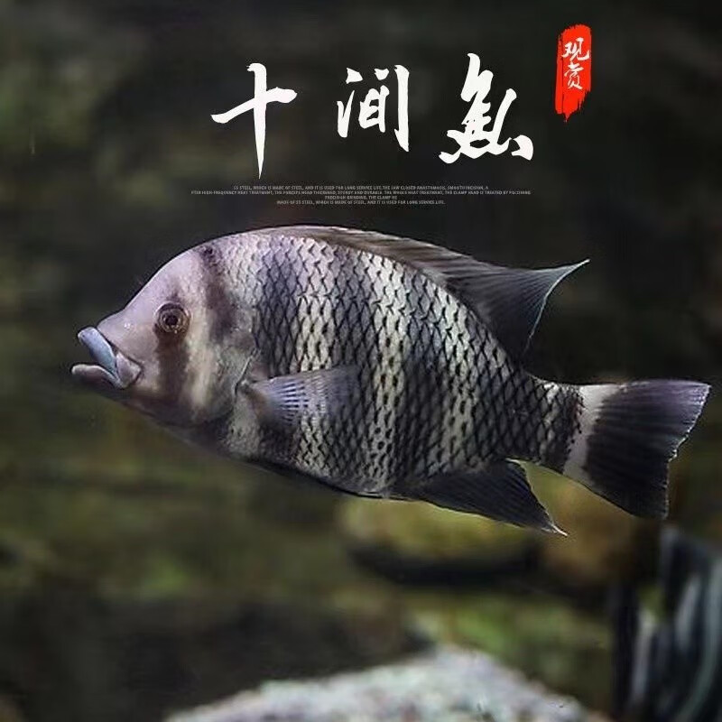 乐淘逸宠非洲十间鱼活体热带观赏鱼龙鱼配鱼马鲷鱼苗凶猛鱼 4-5cm十间