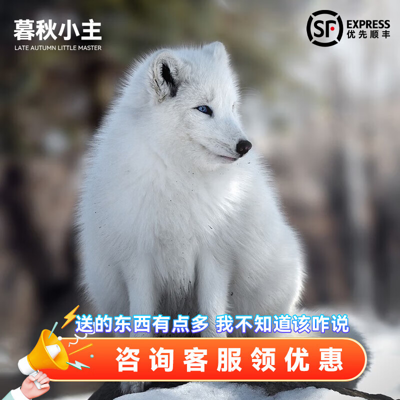 狐狸活体幼崽雪狐白狐白化熊猫狐冰岛狐宠物狐狸活物幼宠 异瞳白狐