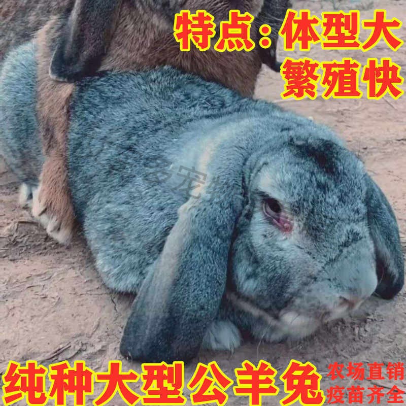 兔子活物公羊兔纯种活体新品转基因巨兔大型兔活体肉兔苗家养巨兔 青